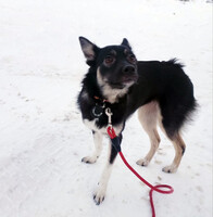 Собаки и кошки в добрые руки