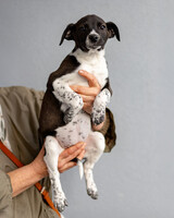 Собаки и кошки в добрые руки