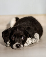 Собаки и кошки в добрые руки