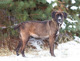 Собаки и кошки в добрые руки