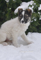 Собаки и кошки в добрые руки