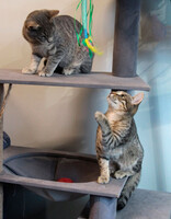 Собаки и кошки в добрые руки