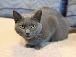 Собаки и кошки в добрые руки