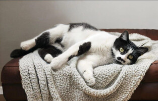 Собаки и кошки в добрые руки