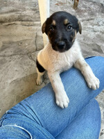 Собаки и кошки в добрые руки