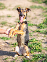 Собаки и кошки в добрые руки