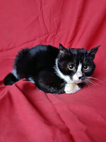 Собаки и кошки в добрые руки