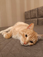 Собаки и кошки в добрые руки