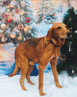 Собаки и кошки в добрые руки