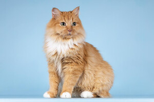 Собаки и кошки в добрые руки