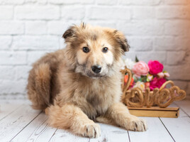 Собаки и кошки в добрые руки