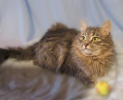 Собаки и кошки в добрые руки