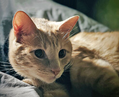 Собаки и кошки в добрые руки