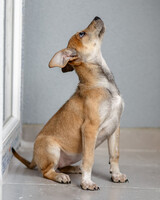 Собаки и кошки в добрые руки