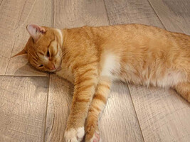 Собаки и кошки в добрые руки