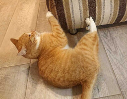 Собаки и кошки в добрые руки