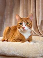 Собаки и кошки в добрые руки