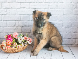 Собаки и кошки в добрые руки