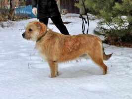 Собаки и кошки в добрые руки