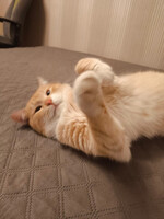 Собаки и кошки в добрые руки