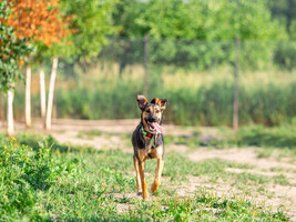 Собаки и кошки в добрые руки