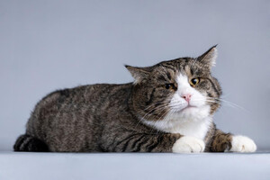 Собаки и кошки в добрые руки