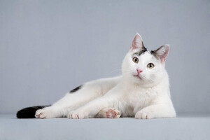 Собаки и кошки в добрые руки