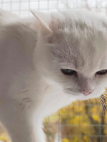 Собаки и кошки в добрые руки