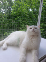 Собаки и кошки в добрые руки