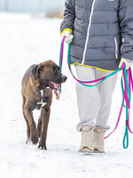 Собаки и кошки в добрые руки