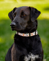 Собаки и кошки в добрые руки