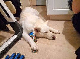 Собаки и кошки в добрые руки