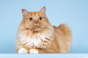 Собаки и кошки в добрые руки