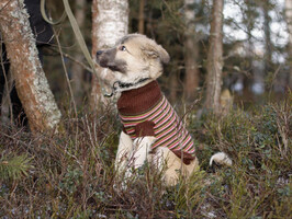 Собаки и кошки в добрые руки