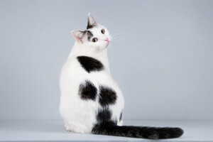 Собаки и кошки в добрые руки