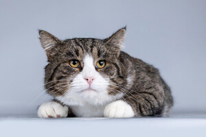 Собаки и кошки в добрые руки