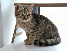 Собаки и кошки в добрые руки