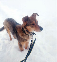 Собаки и кошки в добрые руки