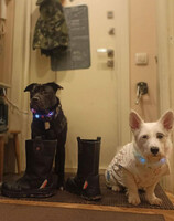 Собаки и кошки в добрые руки