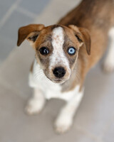 Собаки и кошки в добрые руки