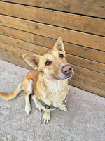 Собаки и кошки в добрые руки