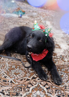 Собаки и кошки в добрые руки