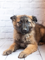 Собаки и кошки в добрые руки