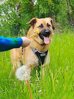 Собаки и кошки в добрые руки