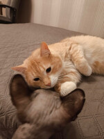 Собаки и кошки в добрые руки