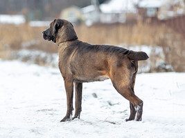 Собаки и кошки в добрые руки