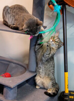 Собаки и кошки в добрые руки