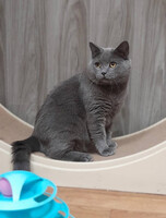 Собаки и кошки в добрые руки