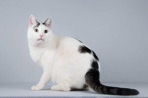 Собаки и кошки в добрые руки