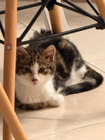 Собаки и кошки в добрые руки